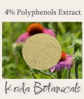Echinacea 4% polyphenols Extract Powder 100g